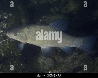 Tinca (Tinca tinca) che nuota in un ambiente subacqueo buio, le pinne sono visibili. Sito di immersione Zollbruecke, Rheinau, Canton Zurigo, Reno, alto Reno, SWI Foto Stock