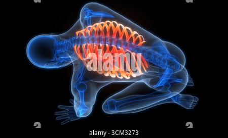 Anatomia Dei Giunti Ossei A Gabbia Del Sistema Di Scheletro Umano Foto Stock