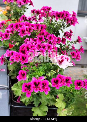 Bocciolo di petali di fiore rosa geranio reale. La pianta di Pelargonium lilac fiorisce Foto Stock