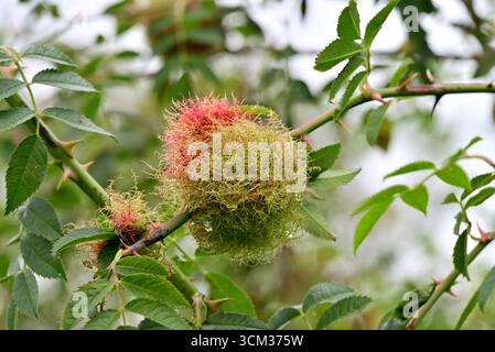 In tutto il Regno Unito - Robin's pin cushion o Rose bedeguar gall (Diplolepis rosae) Foto Stock