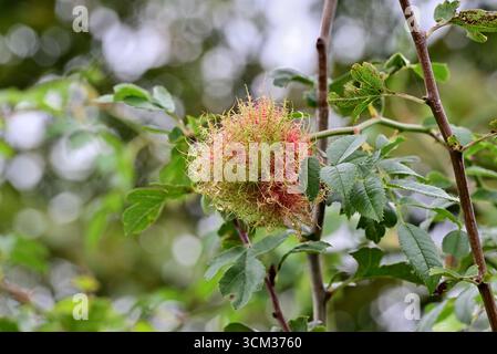 In tutto il Regno Unito - Robin's pin cushion o Rose bedeguar gall (Diplolepis rosae) Foto Stock