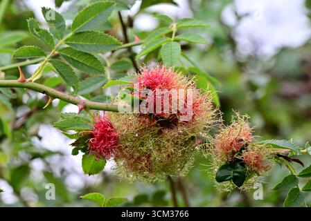 In tutto il Regno Unito - Robin's pin cushion o Rose bedeguar gall (Diplolepis rosae) Foto Stock