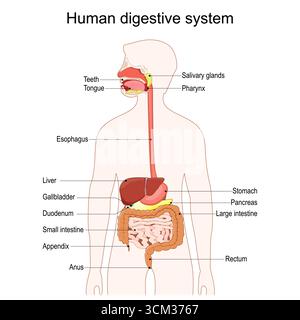 Apparato digerente umano. Diagramma completo dell'apparato digerente che mostra il tratto gastrointestinale e gli organi accessori quali lingua, ghiandole salivari, pancreas, liv Illustrazione Vettoriale