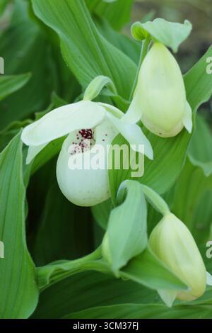 Cypripedium reginae. Sacchetti rosa e bianchi di Orchidea Slipper di Showy che crescono all'aperto in un bordo umido e ombreggiato del giardino. REGNO UNITO Foto Stock