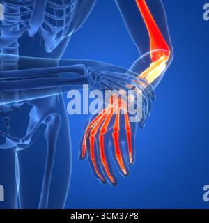 Scheletro umano sistema ossa articolazioni anatomia Foto Stock