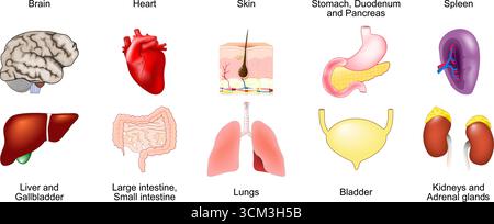 Anatomia degli organi interni umani. Set di icone dei fumetti. pelle, cuore, cervello, stomaco, duodeno, pancreas, milza, vescica, polmoni, intestino crasso, ingresso ridotto Illustrazione Vettoriale