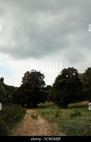 Sentiero sterrato tra prati e alberi sotto il cielo nuvoloso nel Parco Nazionale Fruska Gora, Serbia. Foto Stock