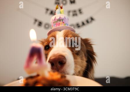 Cane da pastore australiano in cappello di compleanno con torta e candela numero 4, che festeggia a casa. Concetto di festa di compleanno per cani. Foto Stock