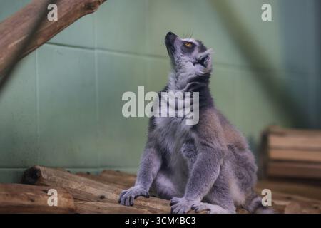 Lemuri all'interno di un recinto in gabbia in uno zoo dell'Europa orientale. Foto Stock
