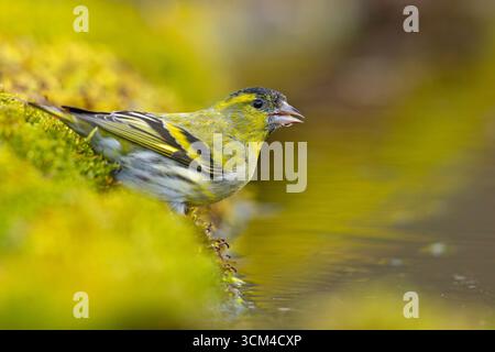 Una piccola pelle di seta (spinus spinus) in una piscina per bere nella foresta in una calda giornata di primavera Foto Stock