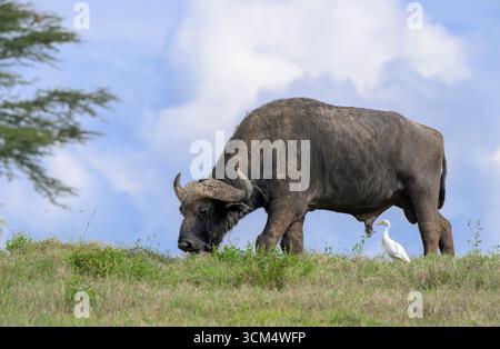 Pascolamento di toro africano, o bufalo del Capo (Syncerus caffer) accompagnato da accompagnatori di bestiame, Parco Nazionale del Lago Nakuru, Kenya. Foto Stock