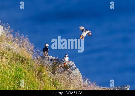 Tre puffini atlantici (Fratercula arctica) si trovano su una scogliera erbosa sul mare, con due arroccati sulle rocce e una puffin che si avvicinano in volo sopra il Th Foto Stock