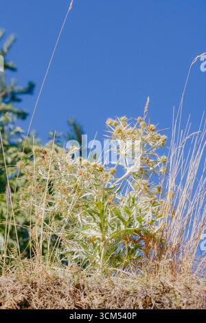 Un cardo selvatico con foglie appuntite e steli secchi si erge alto in un prato illuminato dal sole, in contrasto con il cielo azzurro limpido, a simboleggiare la resilienza e il natu Foto Stock