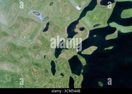 Riflesso astratto distorto del verde e dell'acqua scura catturati su una superficie ondulata, formando texture surreali e motivi artistici con li naturali Foto Stock