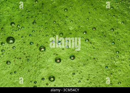 Vivace schiuma Matcha. Primo piano di matcha appena sfornato con schiuma Foto Stock