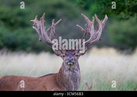 Cervo rosso, cervo elafo, cervo in velluto, ritratto, Danimarca Foto Stock