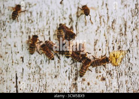 Gruppo di api mellifere che si radunano su una superficie di legno intemprata, insetti che si raggruppano da vicino con alcune api sparse intorno, comportamento naturale degli impollinatori in ambiente esterno Foto Stock