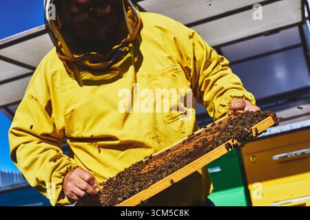 Uomo caucasico di mezza età che indossa una tuta protettiva per l'apicoltura ispezionando la struttura a nido d'ape coperta di api all'aperto, tenendo la cornice con attenzione durante l'esame dell'alveare in ambiente apiario Foto Stock