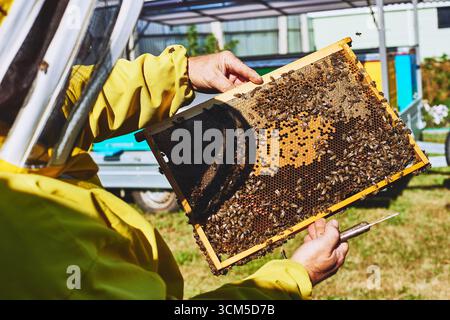 Uomo di mezza età che ispeziona la struttura a nido d'ape ricoperta di api mentre indossa una tuta protettiva per l'apicoltura all'aperto, tenendo in mano lo strumento dell'alveare, esaminando la salute delle colonie di api Foto Stock
