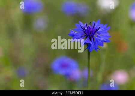 Fiordaliso (Centaurea cyanus, Bachelor's Button) fiore con petali blu, vista ravvicinata del fiore con sfondo sfocato con altri fiordaliso. Foto Stock