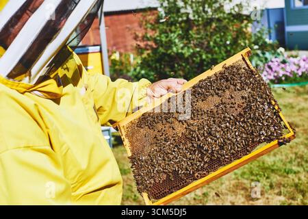 Uomo di mezza età che indossa una tuta protettiva per l'apicoltura che regge una cornice di legno ricoperta di api mellifere che ispeziona l'alveare all'aperto in un ambiente soleggiato da giardino Foto Stock