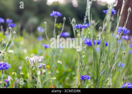 Prato primaverile selvaggio con fiori selvatici blu, fiori di corno (Centaurea cyanus), margherite e boccioli di fiori, Monti Beskid, Polonia. Foto Stock