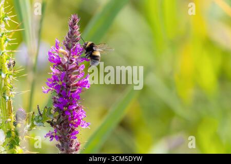 'bumblebee dalla coda bianca' 'Bombus lucorum' che si nutre del fiore 'Purple Loosestrife' 'Lythrum salicaria' che cresce allo stato selvatico durante l'estate. Wicklow, Irlanda Foto Stock