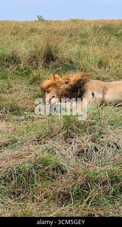 Leone maschile che riposa pacificamente nell'erba alta sotto il caldo sole della savana africana, incarnando la serenità della fauna selvatica nel suo habitat naturale Foto Stock
