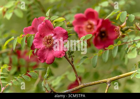 Primo piano di rose di mandarino (Rosa Moyesii) nel giardino botanico di Dresda Foto Stock
