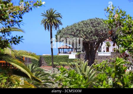 Albero di drago millenario, Icod de los Vinos, Tenerife, Isole Canarie, Spagna, Europa Foto Stock