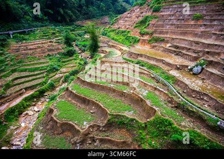 Veduta aerea di ripide risaie terrazzate su una collina a Sapa, provincia di Lao Cai, Vietnam. Foto Stock