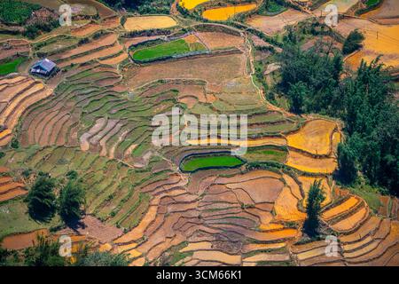 Vista aerea dei colorati campi di riso terrazzati durante la stagione del raccolto a Sapa, provincia di Lao Cai, Vietnam. Foto Stock
