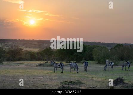 Paesaggio all'alba in savana con zebre di pianure pascolo (Equus quagga), vicino alla riserva nazionale Masai Mara, Kenya. Foto Stock