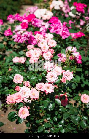 Le rose Fairy floribunda fioriscono con vivaci petali rosa, lussureggianti foglie e fiori a grappolo creando un bellissimo giardino estivo. Foto Stock