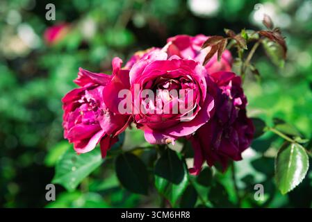 Ramo di Eric Tabarly rose fucsia con fiori ravvicinati alla luce del sole, petali completamente doppi, rosa arrampicata francese piena di fascino. Foto Stock