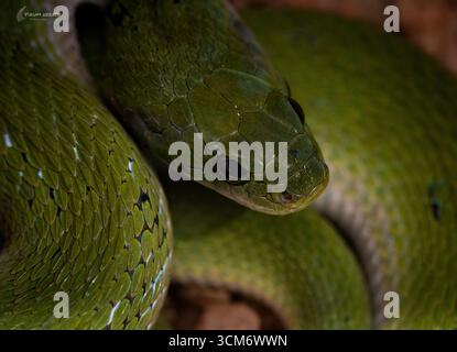 Punta verde serpente verde avvolto in un habitat della giungla. Foto macro dettagliata della testa di un serpente. Parole chiave: Verde, serpente, rettile, scale, macro, Foto Stock