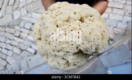Mani di donna che tengono in mano un enorme Natural Sea Sponge primo piano Foto Stock