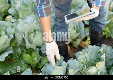 Gli agricoltori utilizzano la principale rete di dati in Internet, la tecnologia agricola, il lavoro sull'analisi dei dati raccolti tramite tablet, la tecnologia per il collegamento dati delle piantagioni Foto Stock