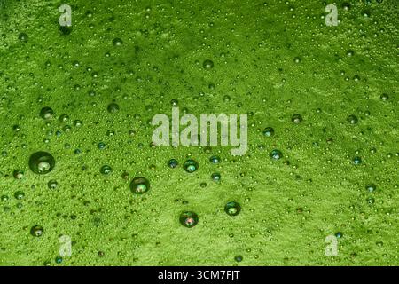 Vivace schiuma Matcha. Primo piano di matcha appena sfornato con schiuma Foto Stock