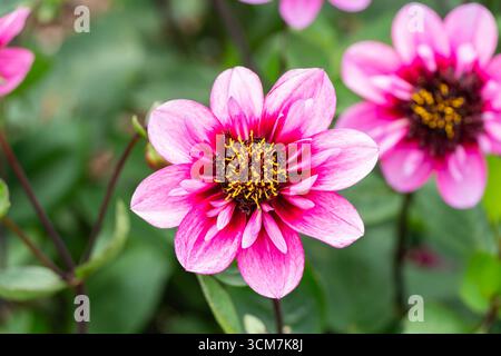 Dahlia 'Skyfall' una pianta di tubero in fiore autunnale estiva con un fiore rosa estivo, foto di giardinaggio, foto di scorta Foto Stock