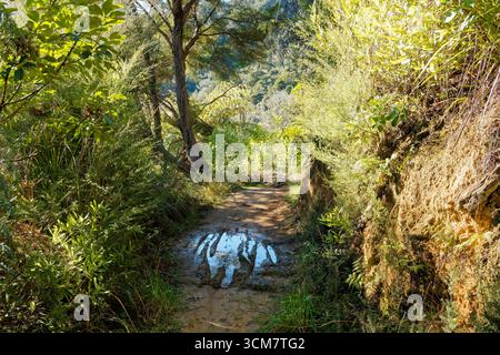 Percorsi per mountain bike nel fango sul sentiero Link tra Ngakuta Bay e Wedge Point, Marlborough Sounds, isola meridionale, Aotearoa / nuova Zelanda Foto Stock