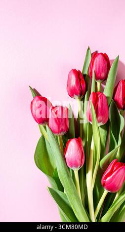 Tulipani rosa vivaci disposti splendidamente su un morbido sfondo pastello per decorazioni floreali Foto Stock