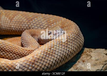 Leucistic Western Diamondback Rattlesnake. Living Desert Zoo & Gardens State Park, Carlsbad, New Mexico. Foto Stock