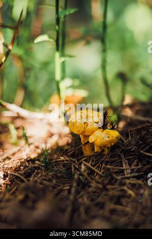 un gruppo di funghi canterelle gialli cresce sul fondo della foresta Foto Stock