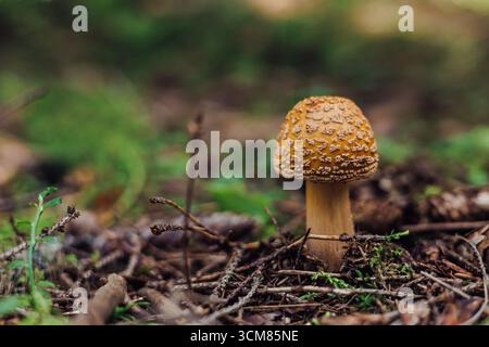 piccolo fungo marrone per lo sgabello cresce sul pavimento della foresta Foto Stock
