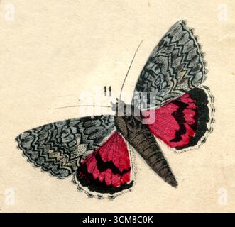 Dark Cremson Underwing Catocala sponsa, (libro di storia naturale, 1861), Großes Eichenkarmin Foto Stock