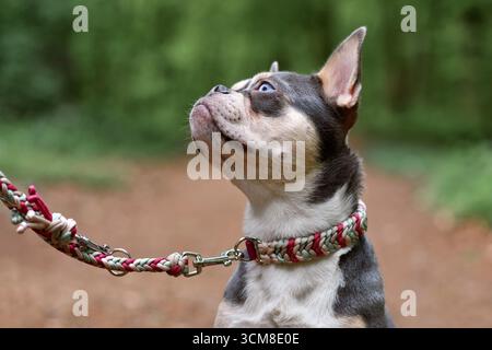 Bulldog francese marrone arancio lilla con naso lungo e sano, colletto paracord e guinzaglio nella foresta Foto Stock