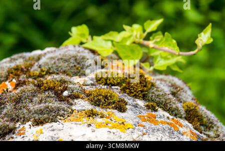Primo piano su una pietra con muschio e lichene Foto Stock