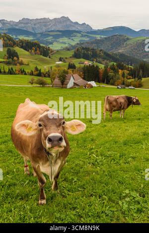 Vacche da latte svizzere su pascolo, sullo sfondo Säntis, Appenzellerland, Canton Appenzello Innerrhoden, Svizzera Foto Stock