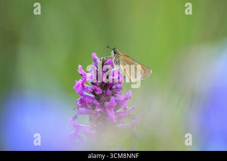 Farfalla bruna dalla testa marrone, Thymelicus sylvestris sul fiore della palude cicely Foto Stock